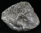 Large Pyrite Replaced Brachiopod - Silica Shale #21092-1